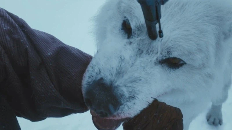 홋카이도의 마지막 늑대를 사냥하는 이유_27.webp