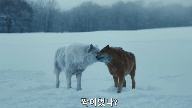 홋카이도의 마지막 늑대를 사냥하는 이유_36.webp