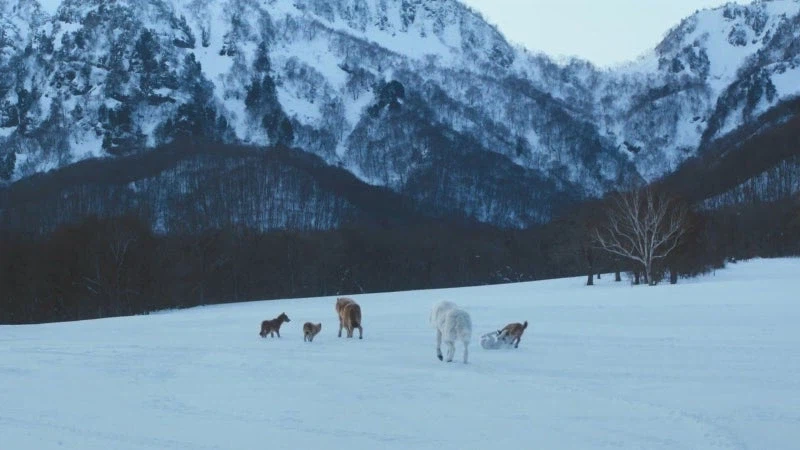 홋카이도의 마지막 늑대를 사냥하는 이유_42.webp