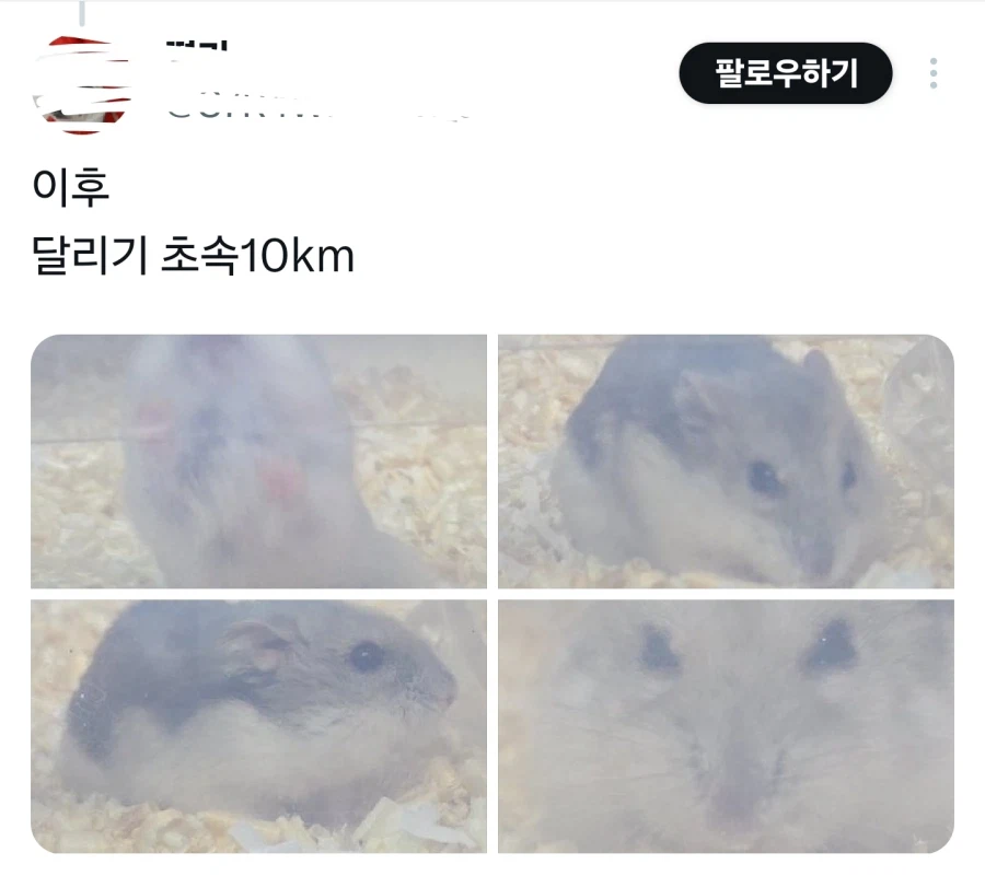 햄스터 주인 : 드디어 무지개다리 건넜구나...._2.webp