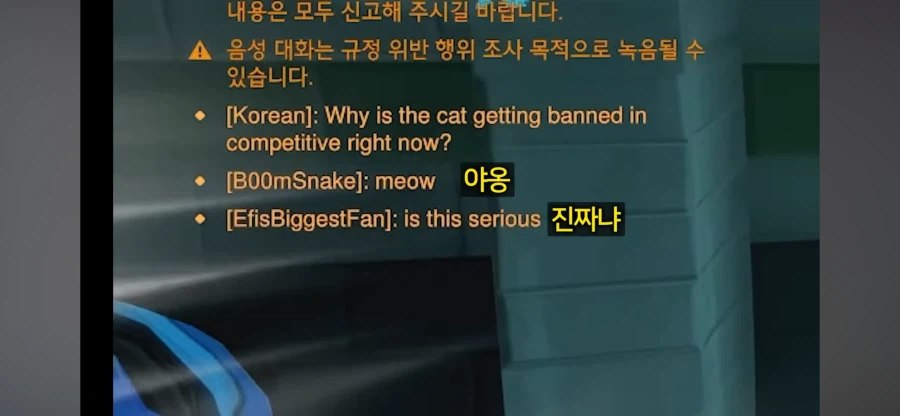 오버워치 미국 서버 고양이 인식 특_2.webp