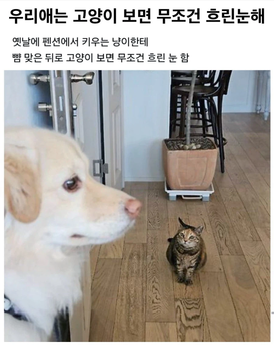 고양이한테 PTSD있는 댕댕이.jpg_1.webp