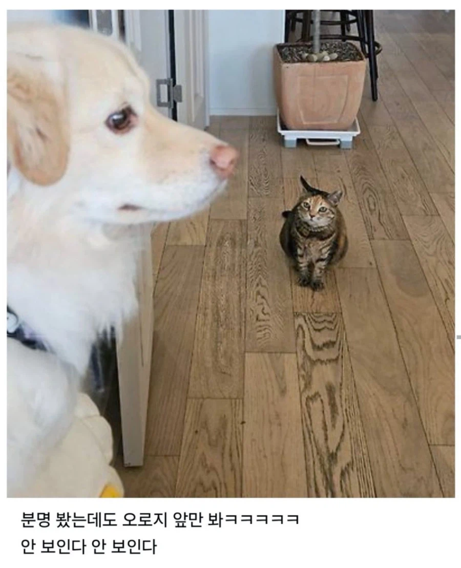고양이한테 PTSD있는 댕댕이.jpg_2.webp