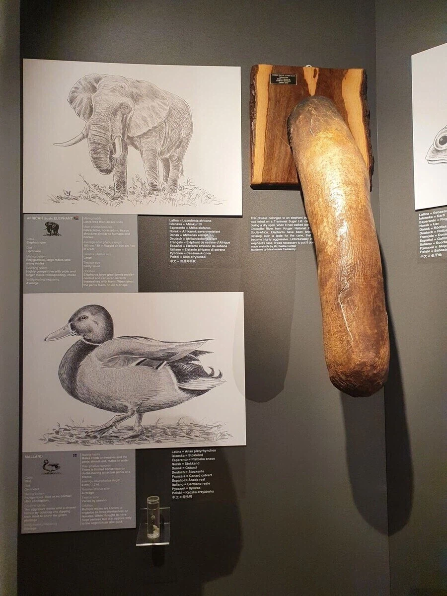 아이슬란드에 있는 음경박물관_1.webp