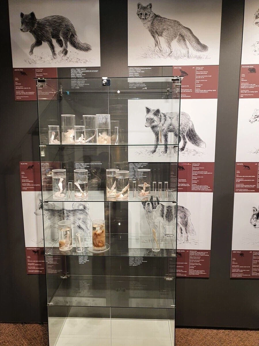 아이슬란드에 있는 음경박물관_2.webp