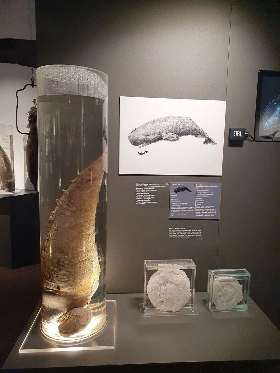 아이슬란드에 있는 음경박물관_3.webp