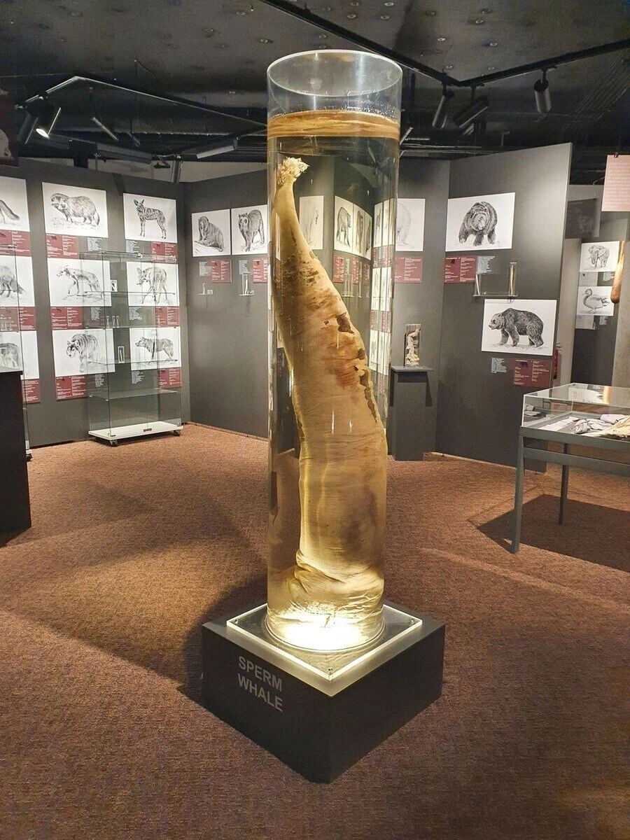 아이슬란드에 있는 음경박물관_4.webp