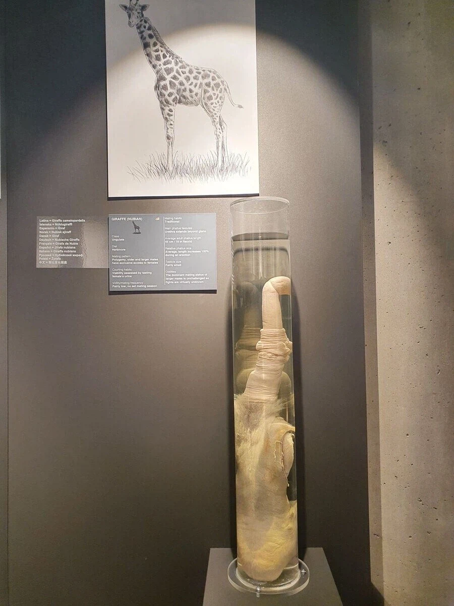 아이슬란드에 있는 음경박물관_5.webp