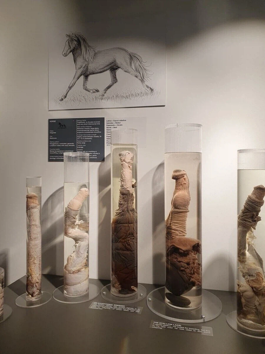 아이슬란드에 있는 음경박물관_6.webp