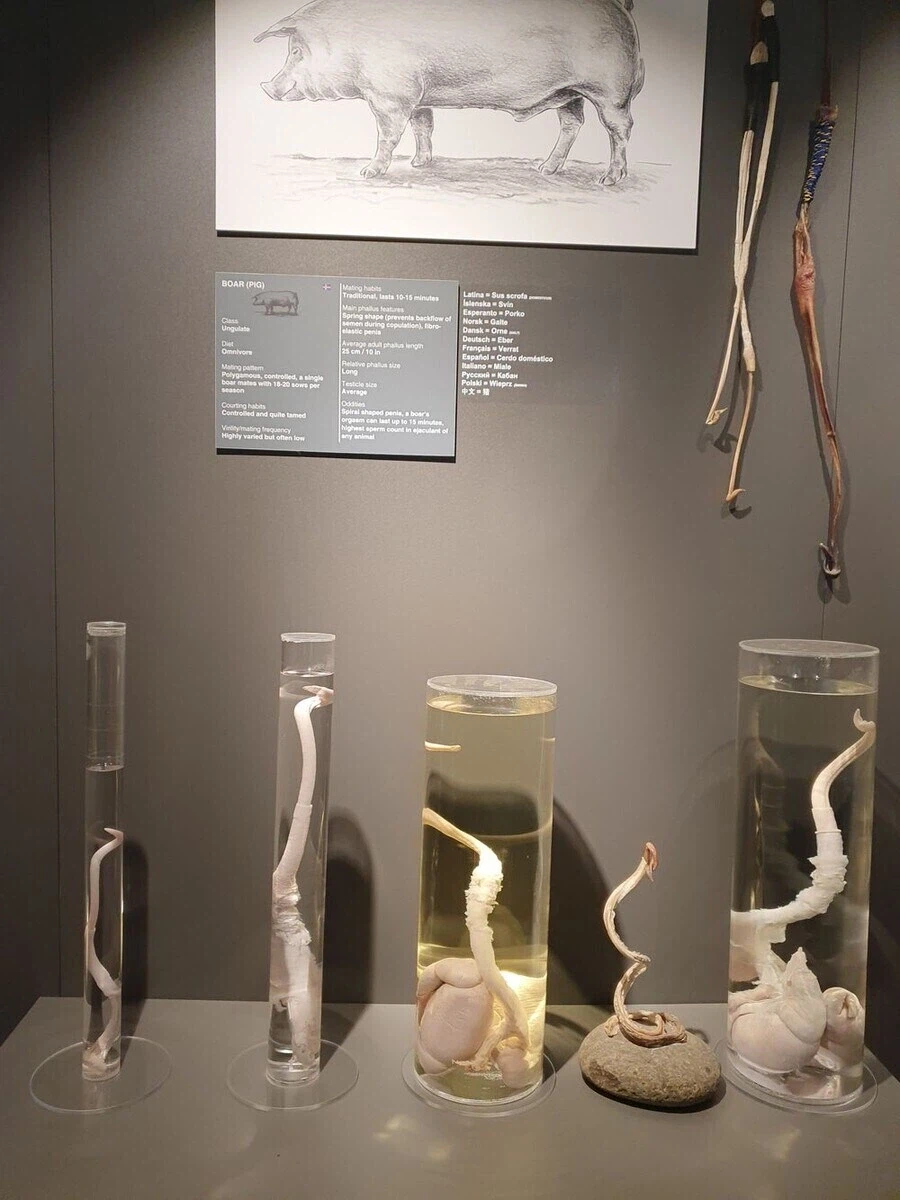 아이슬란드에 있는 음경박물관_7.webp
