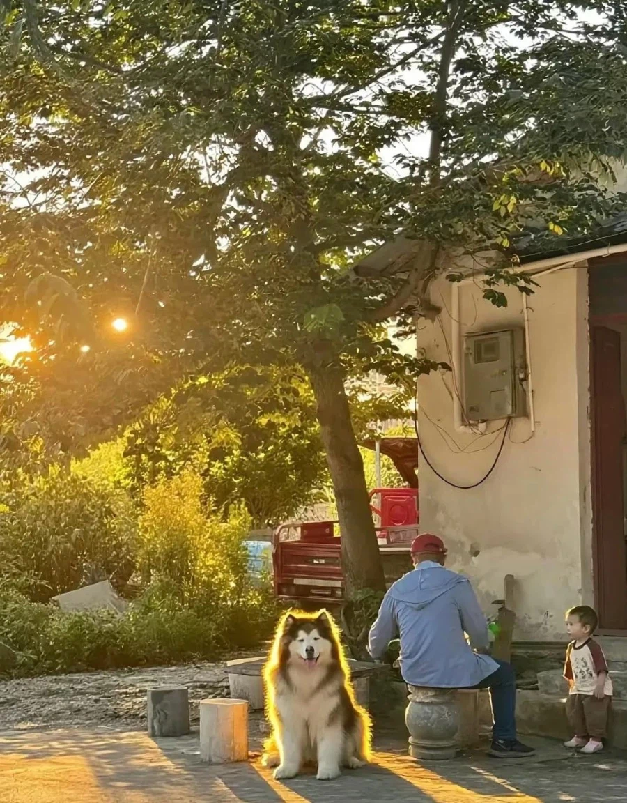 시골에서 발견한 퀘스트 주는 강아지_1.webp