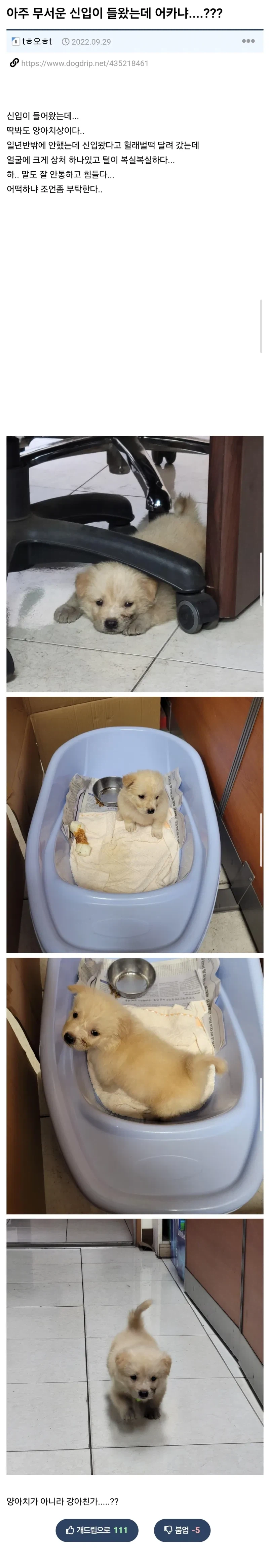 아주 무서운 신입이 들왔는데 어카냐....???_1.webp