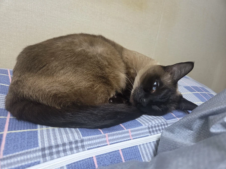 휴일 누워있는 고양이랑 놀아봤다_1.webp