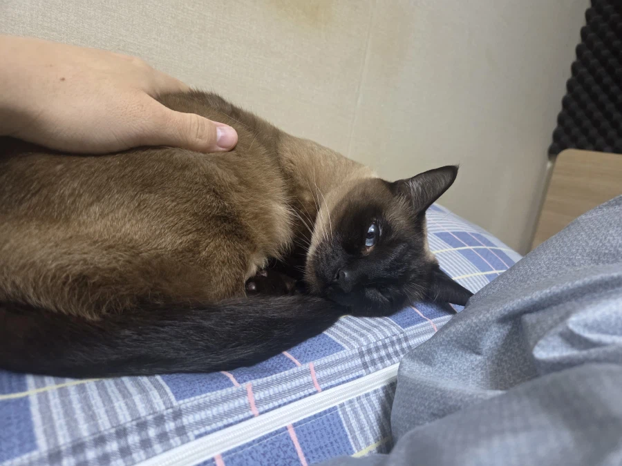 휴일 누워있는 고양이랑 놀아봤다_2.webp