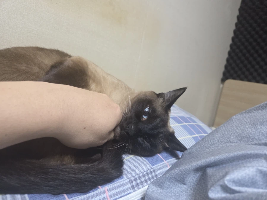 휴일 누워있는 고양이랑 놀아봤다_3.webp