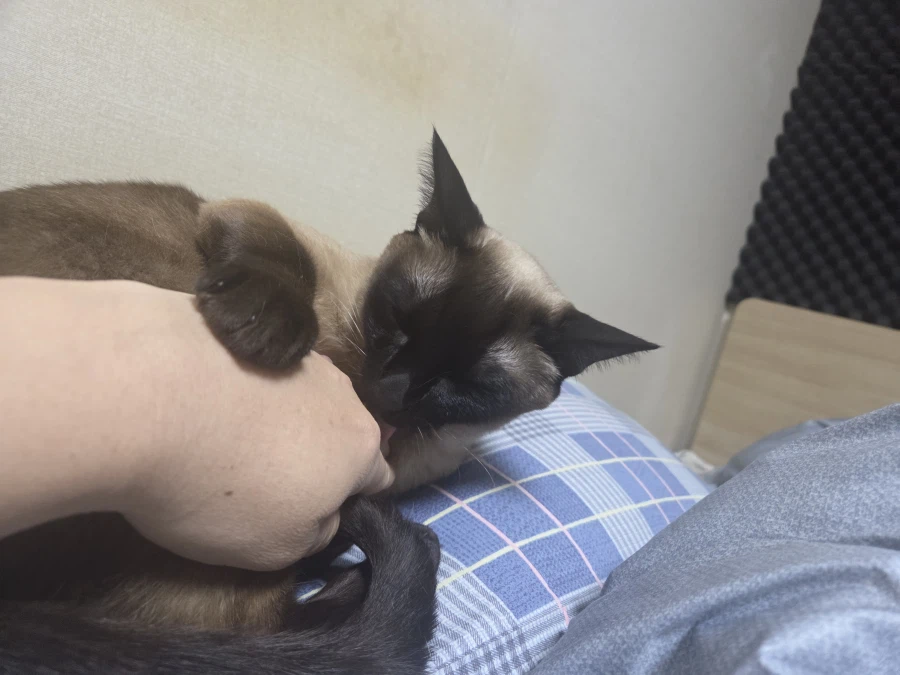 휴일 누워있는 고양이랑 놀아봤다_4.webp