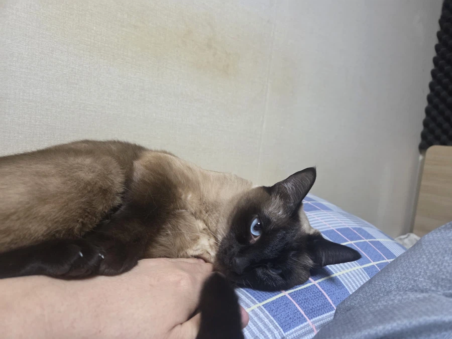 휴일 누워있는 고양이랑 놀아봤다_5.webp