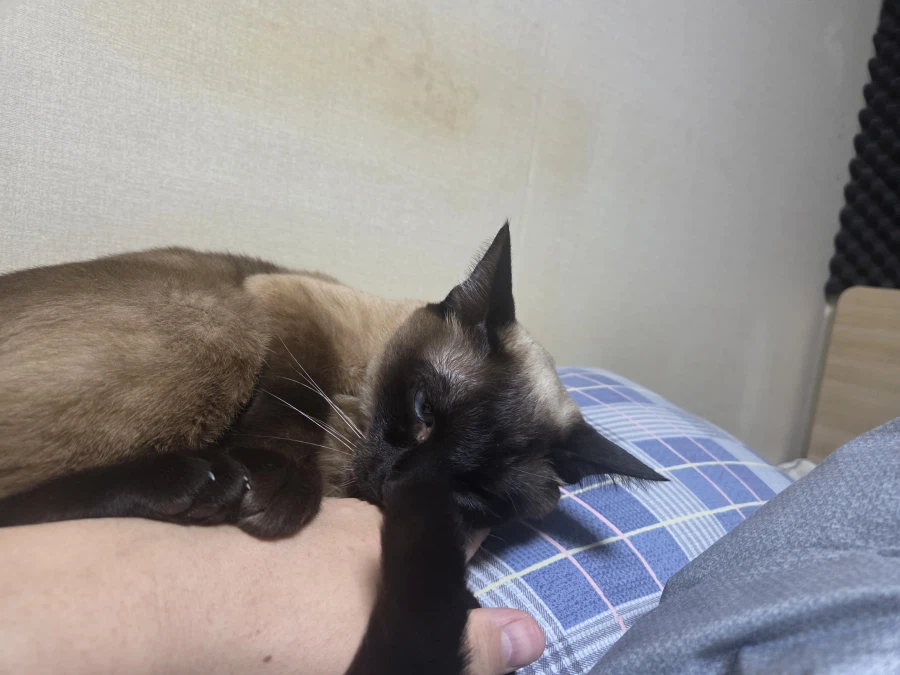 휴일 누워있는 고양이랑 놀아봤다_6.webp