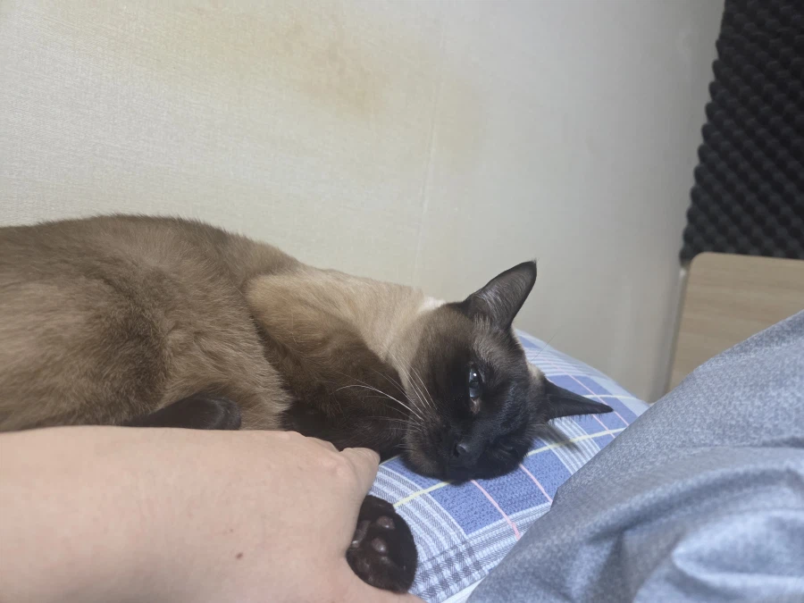 휴일 누워있는 고양이랑 놀아봤다_7.webp