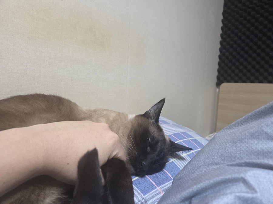 휴일 누워있는 고양이랑 놀아봤다_8.webp