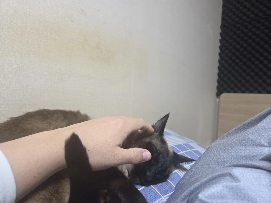 휴일 누워있는 고양이랑 놀아봤다_9.webp