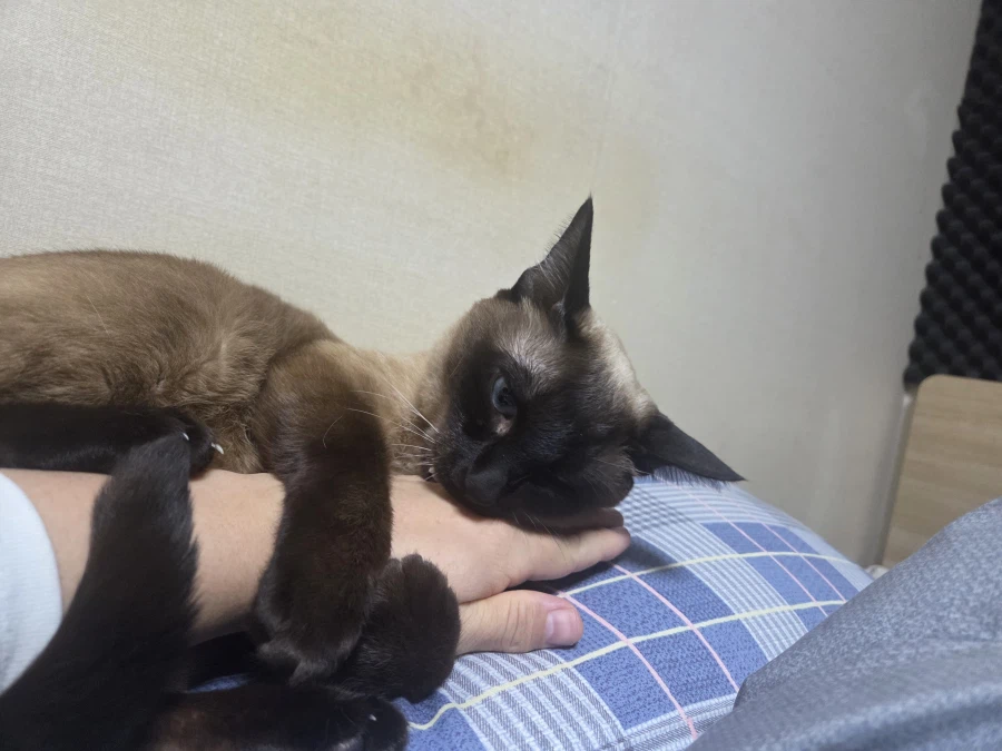 휴일 누워있는 고양이랑 놀아봤다_10.webp