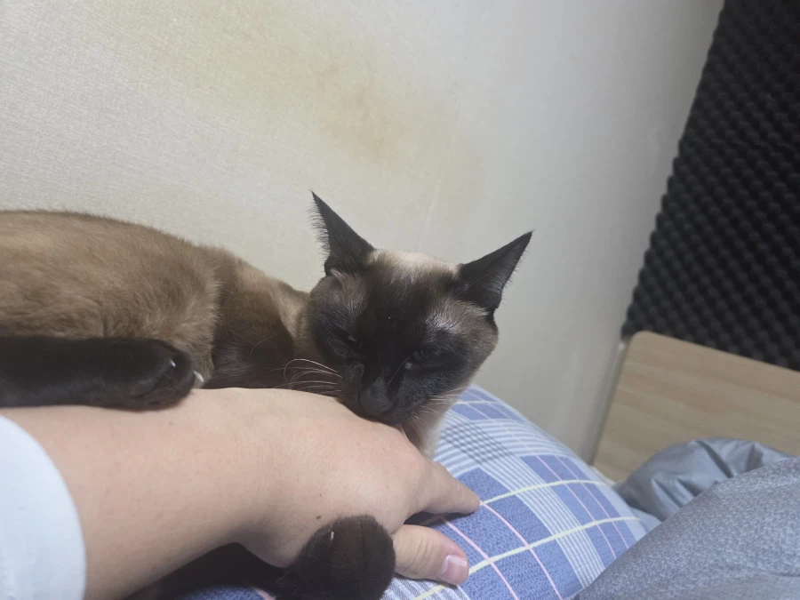 휴일 누워있는 고양이랑 놀아봤다_13.webp