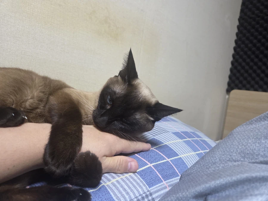 휴일 누워있는 고양이랑 놀아봤다_12.webp