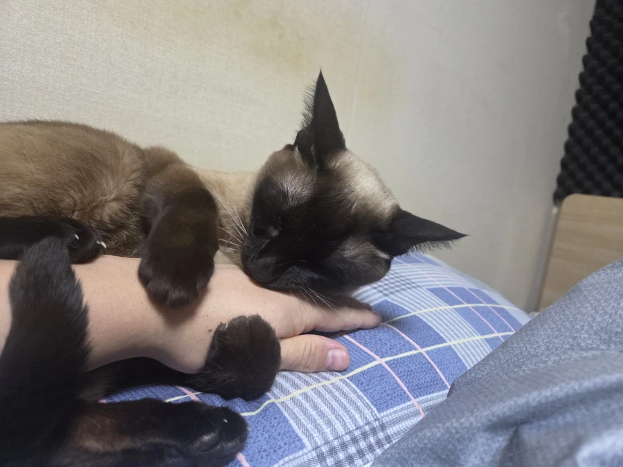 휴일 누워있는 고양이랑 놀아봤다_11.webp