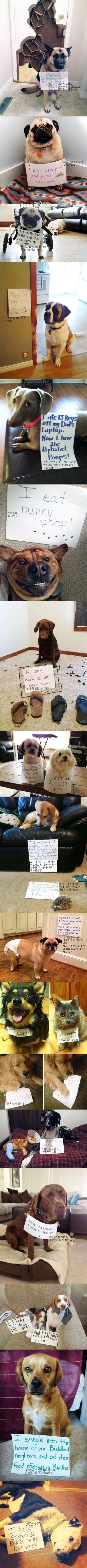 개망신 냥망신_1.webp