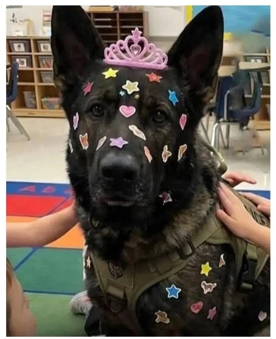 미국에서 경찰견이 극한직업인 이유_1.webp