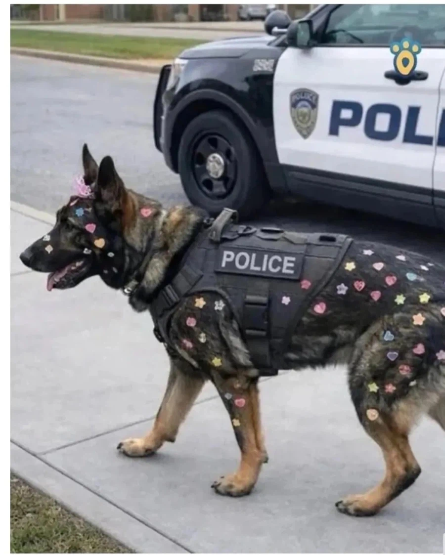 미국에서 경찰견이 극한직업인 이유_2.webp