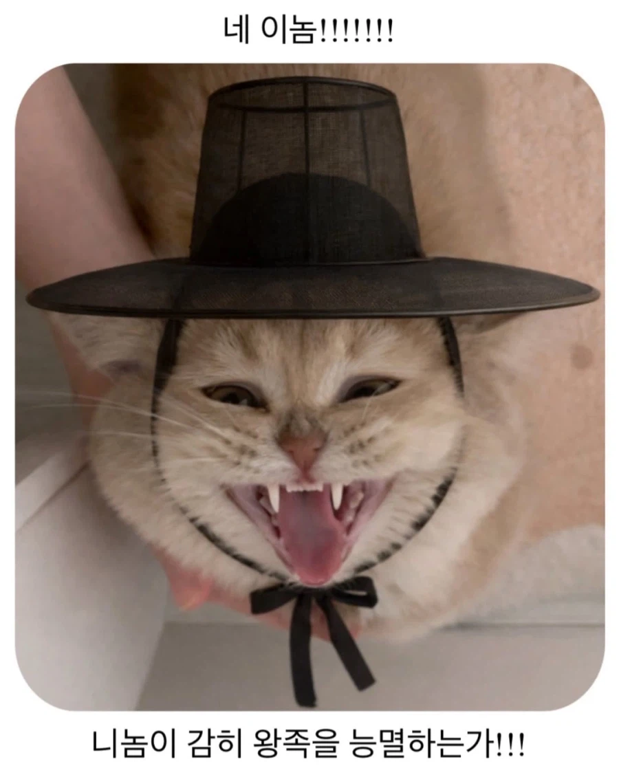 왕사남을 본 냐옹이..._1.webp