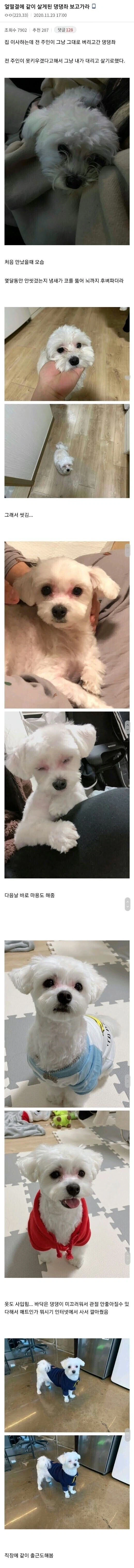 얼떨결에 같이 살게 된 댕댕이_1.webp