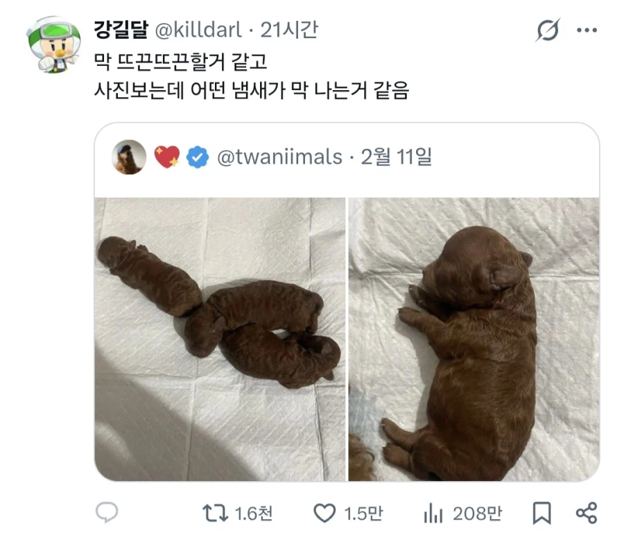 귀여운 아기 멍멍이.jpg_1.webp