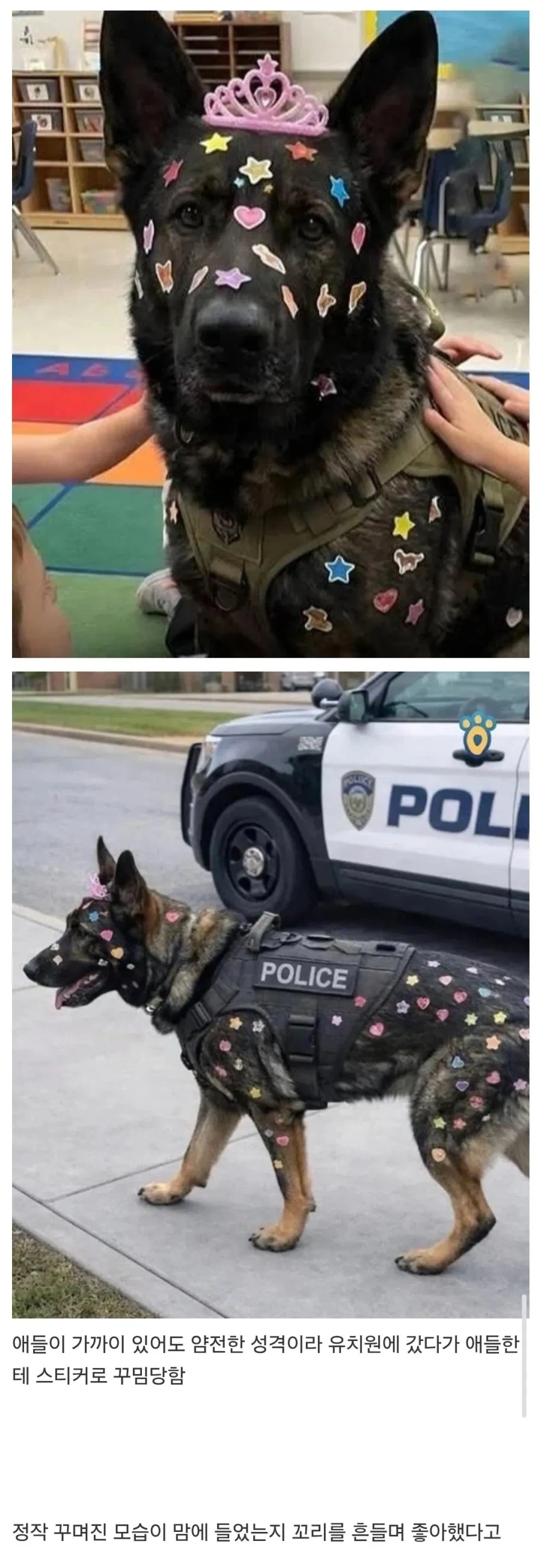 유치원 체험 행사에 갔다가 꾸밈당한 경찰견_1.webp