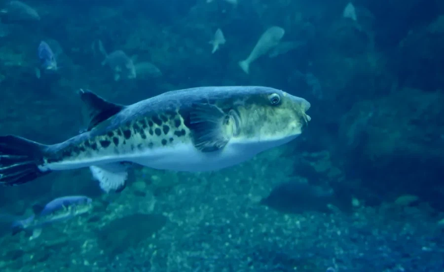 먹히지 않기위해 노력했던 동식물들의 흔적_3.webp