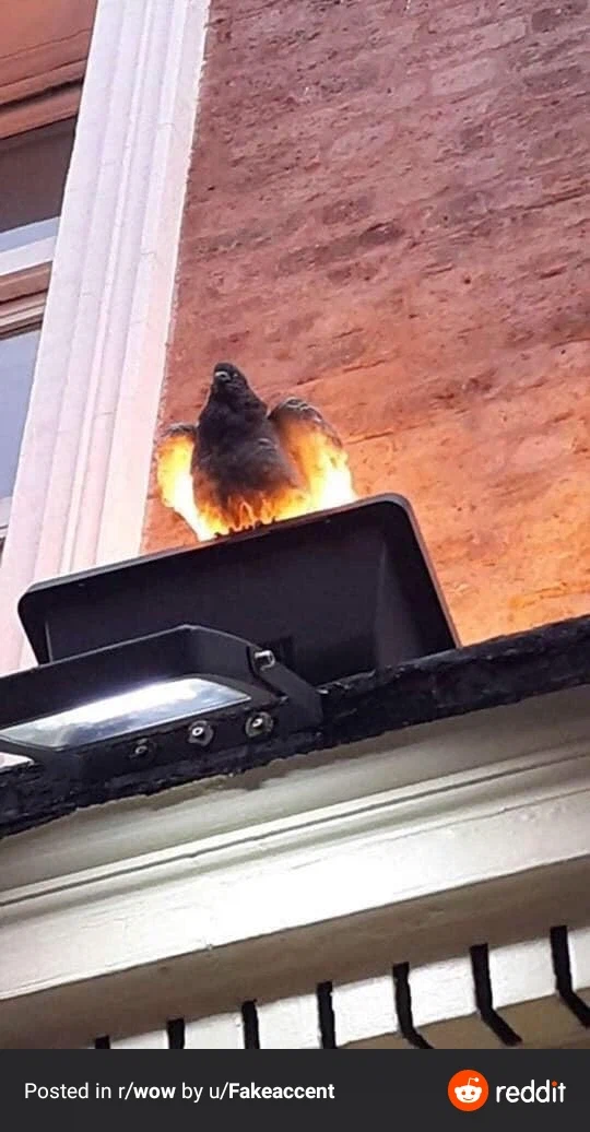 데스윙이네 vs 바젤기우스네_1.webp