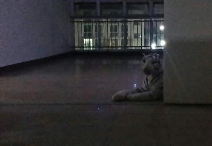 치킨 배달 갔다가 식겁_1.webp