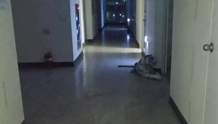 치킨 배달 갔다가 식겁_2.webp