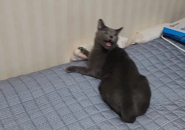 살짝 신난 고양이_1.webp