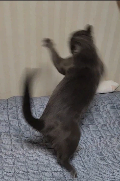 살짝 신난 고양이_3.webp