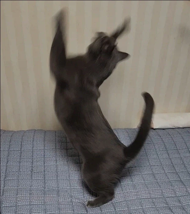 살짝 신난 고양이_4.webp