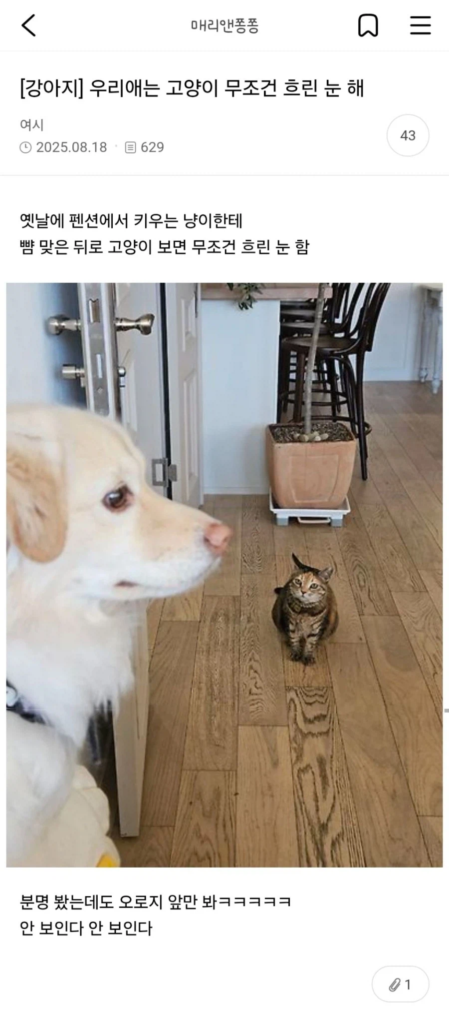 우리애는 고양이 무족권 흐린 눈 해_1.webp