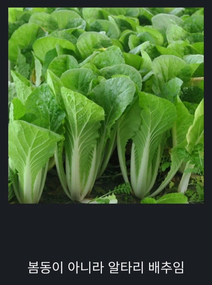 강호동 봄동 비빔밥의 진실의 진실_1.webp