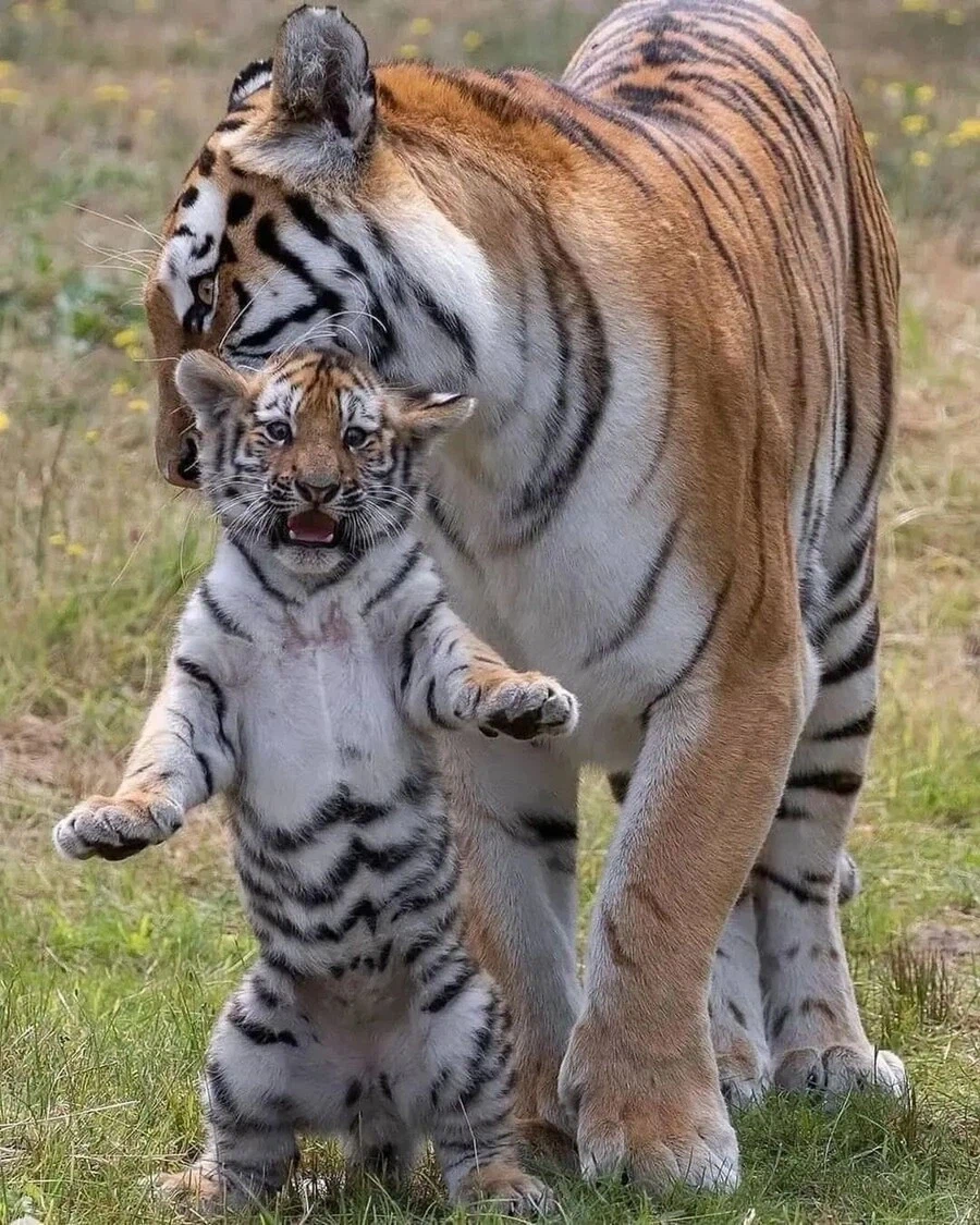 엄마한테 잡힌 새끼 고양이_1.webp