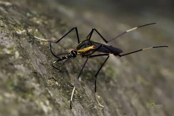 대 흡혈 모기용 바이오 웨폰_1.webp