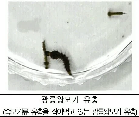 대 흡혈 모기용 바이오 웨폰_2.webp