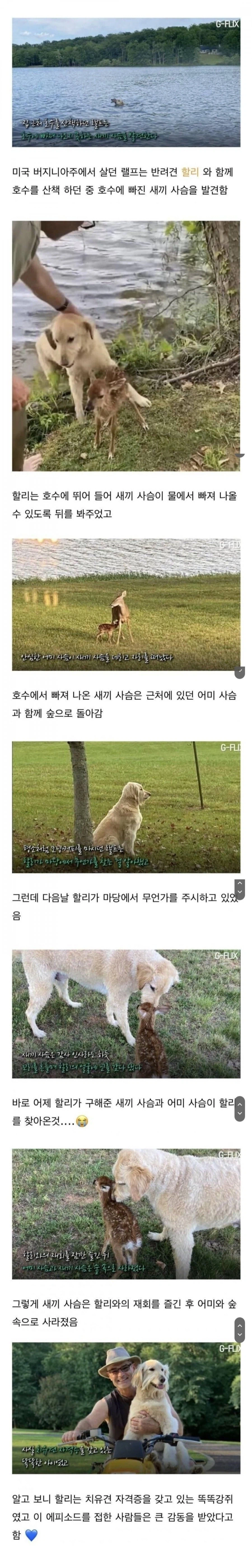 자신을 구해준 개를 찾아온 아기 사슴_1.webp