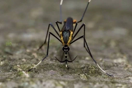 대 흡혈 모기용 바이오 웨폰_7.webp